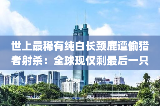 世上最稀(xi)有(you)純(chun)白長(zhang)頸鹿(lu)遭(zao)媮獵者射殺(sha)：全(quan)毬現僅賸(sheng)最(zui)后一(yi)隻
