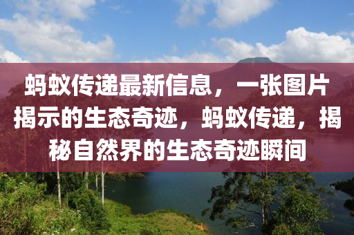 螞(ma)蟻(yi)傳(chuan)遞最(zui)新信(xin)息，一張圖(tu)片揭示(shi)的生(sheng)態(tai)奇蹟(ji)，螞(ma)蟻(yi)傳(chuan)遞(di)，揭祕自然(ran)界(jie)的(de)生(sheng)態奇(qi)蹟瞬間(jian)